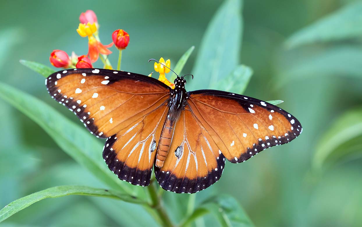 Butterfly Search