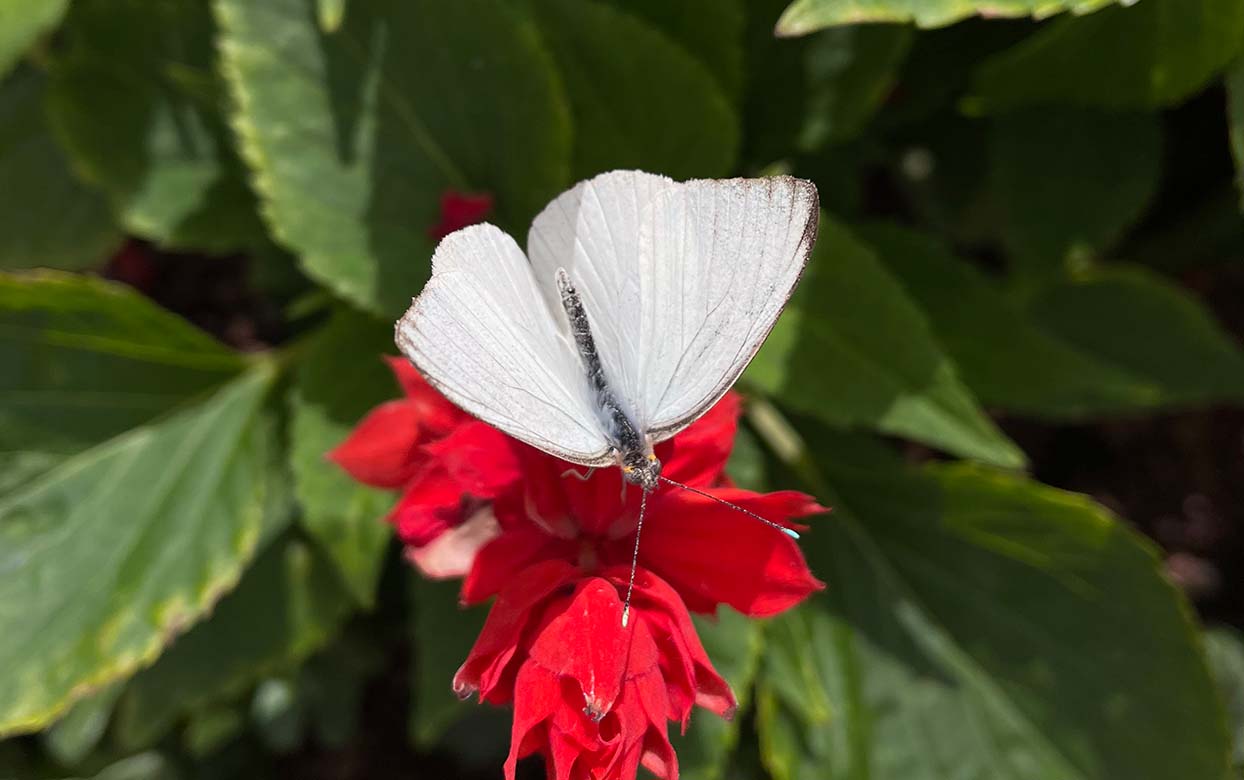 Chilled Out Butterflies