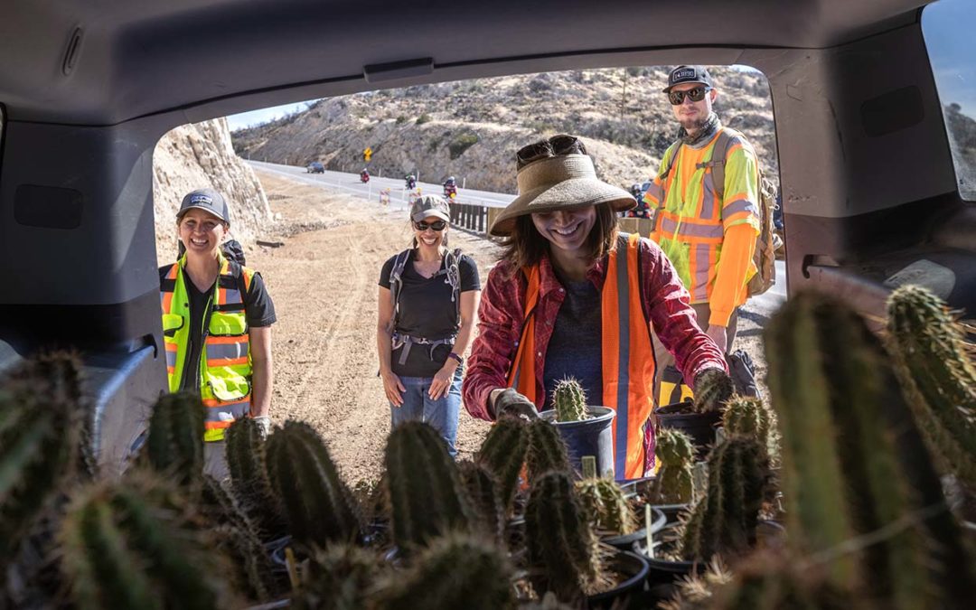 Protecting Endangered Cactus in AZ with ADOT