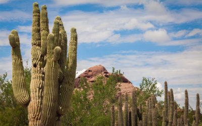 Care and Keeping of Saguaros