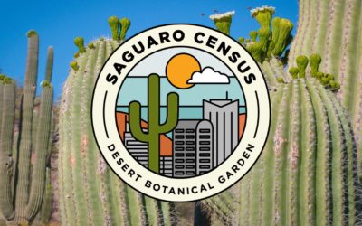 Saguaro Census