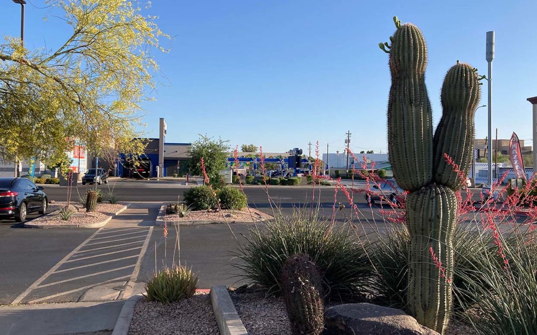 Why Desert Botanical Garden is Studying Urban Saguaros