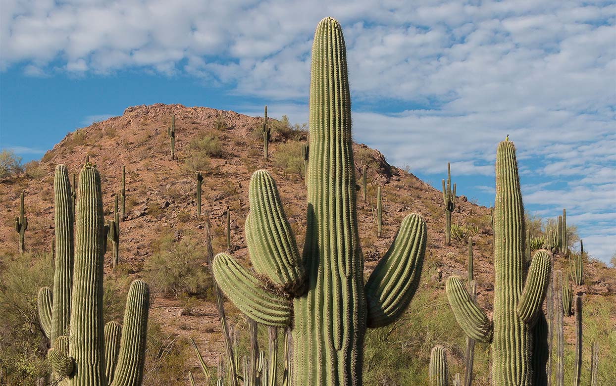 Una mujer es eclipsado por un cacto saguaro. El saguaro es un