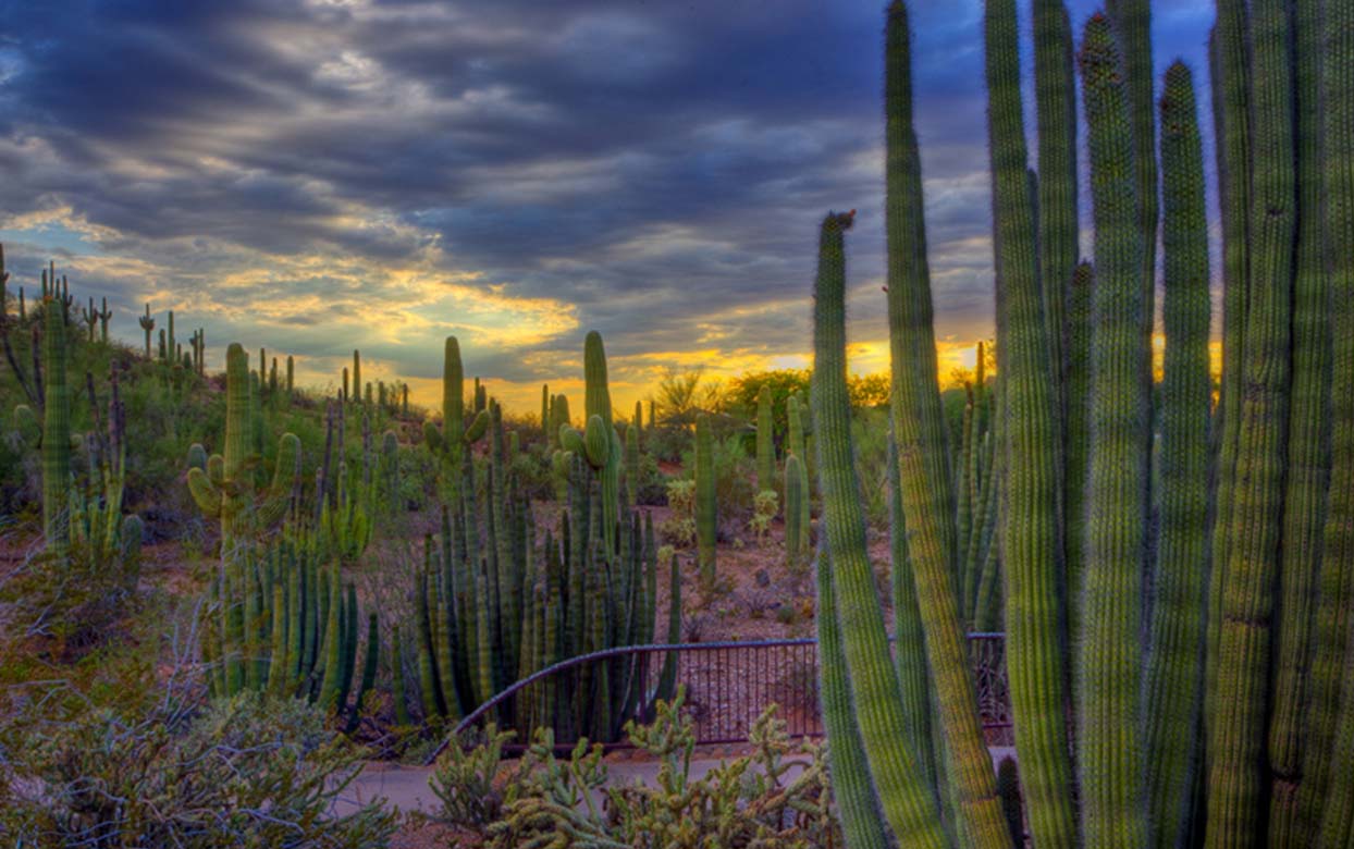 Five Tips To Care For Your Plants This Summer | Desert Botanical Garden