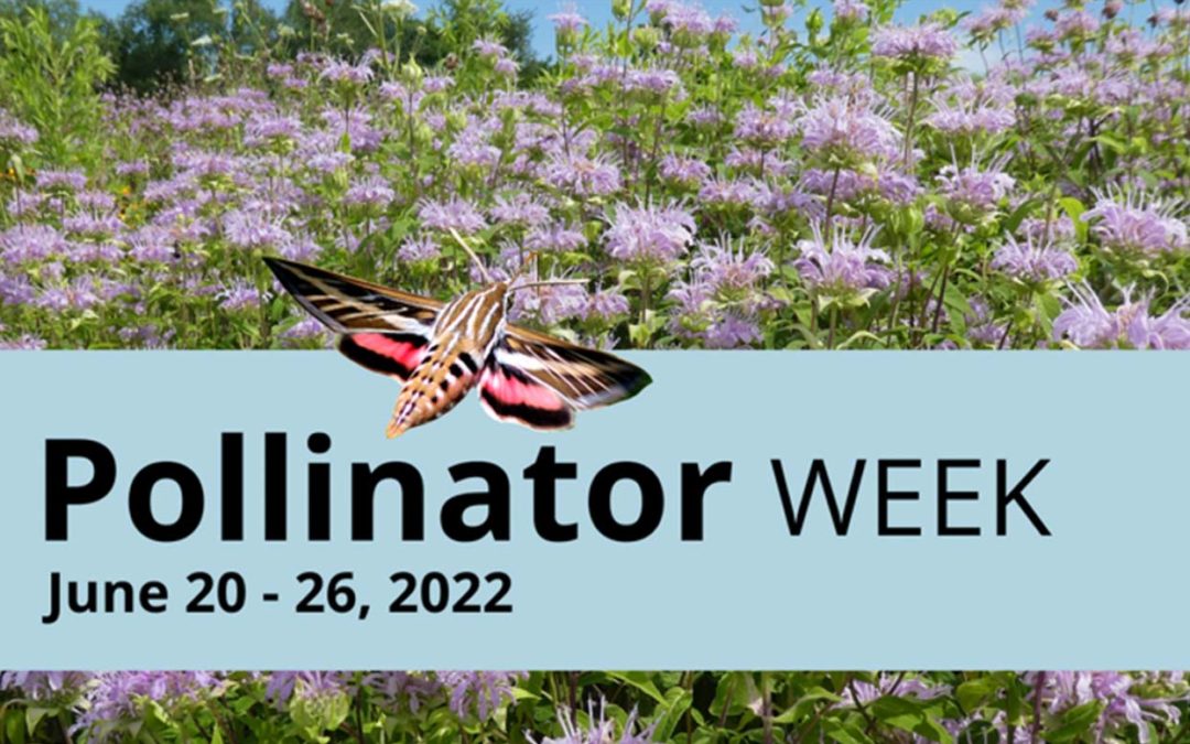 June 2022 EcoQuest: Unfamiliar Pollinators