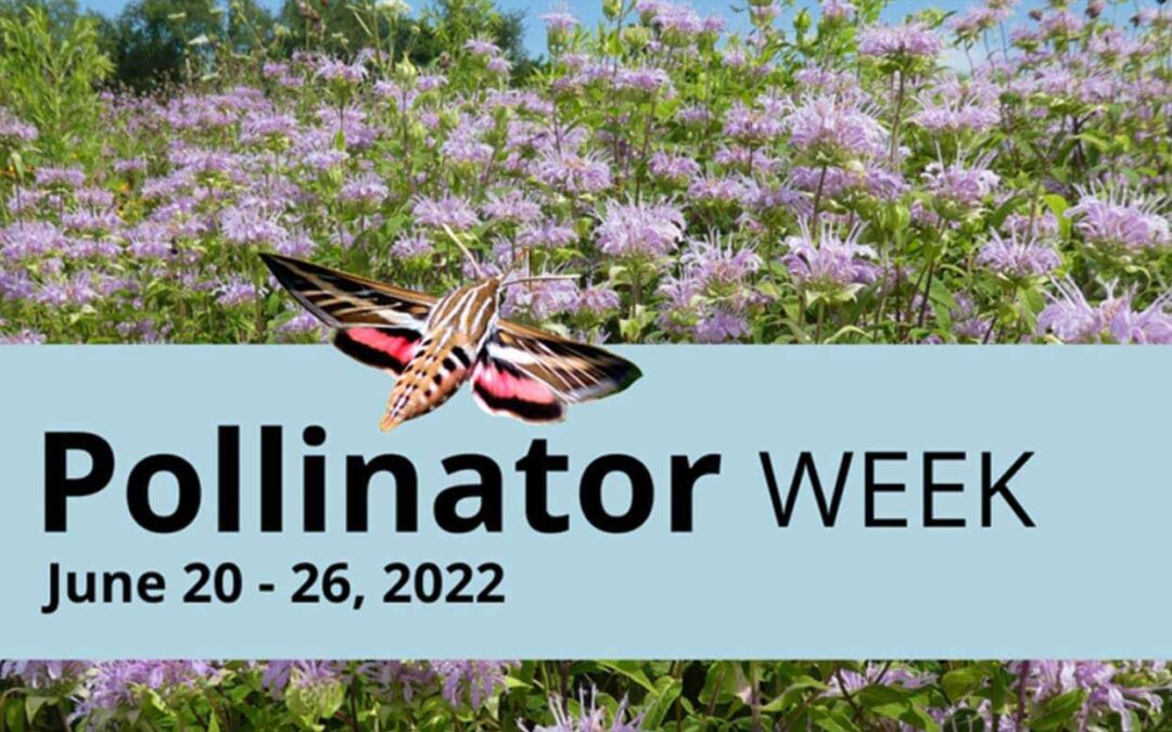 June 2022 EcoQuest: Unfamiliar Pollinators
