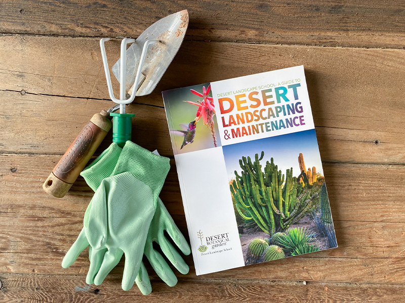 Desert Landscape School Book