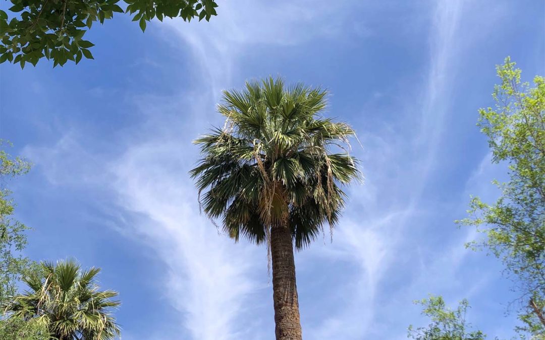August 2022 EcoQuest: Palms on Parade