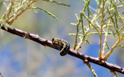 EcoQuest de septiembre: Seguimiento de los escarabajos del tamarisco