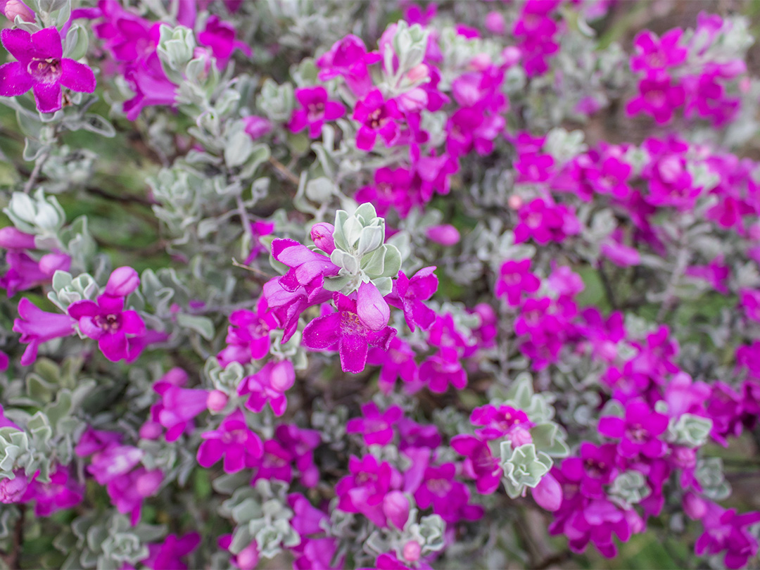 Leucophyllum ‘Covent’