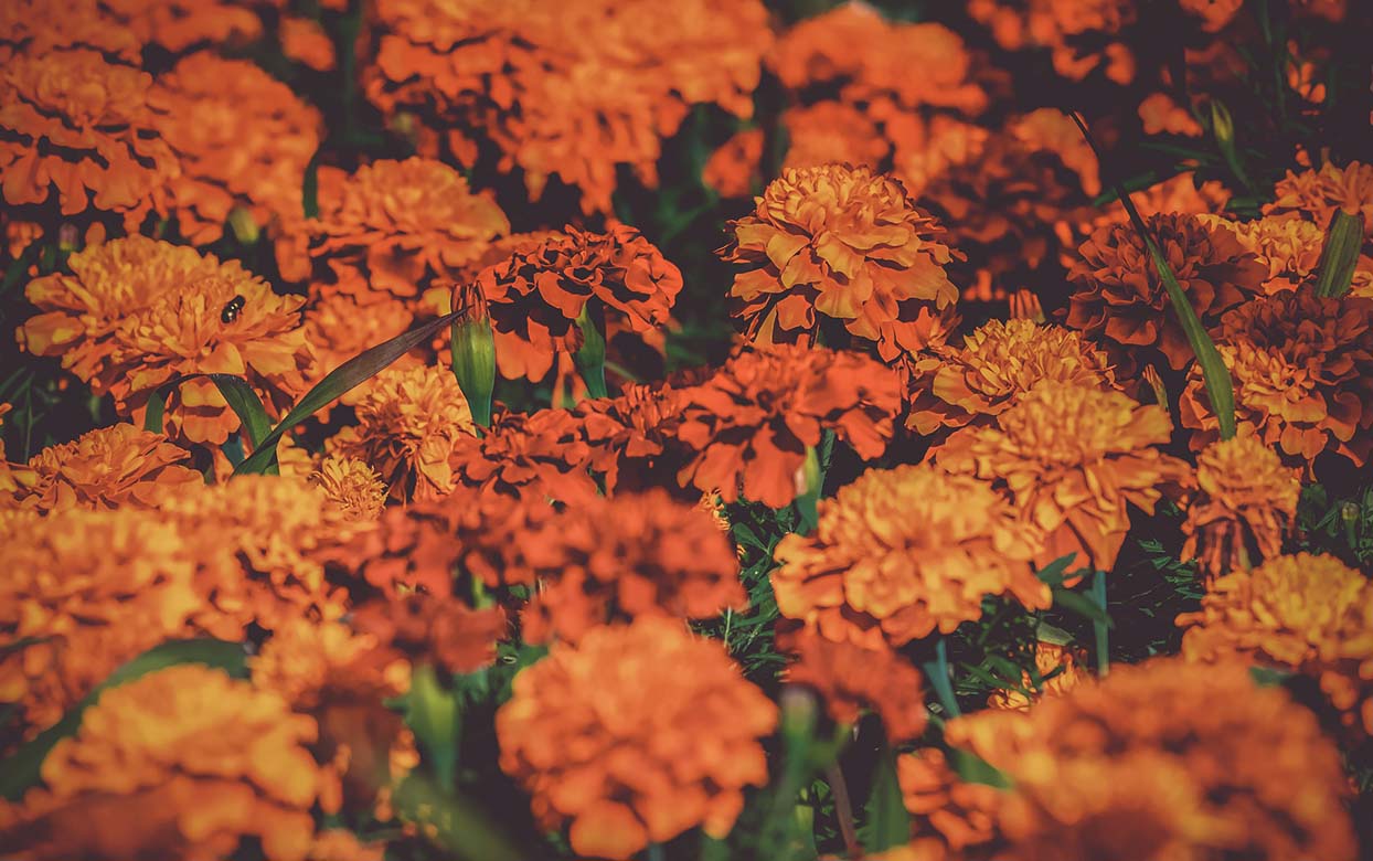 marigolds day of the dead