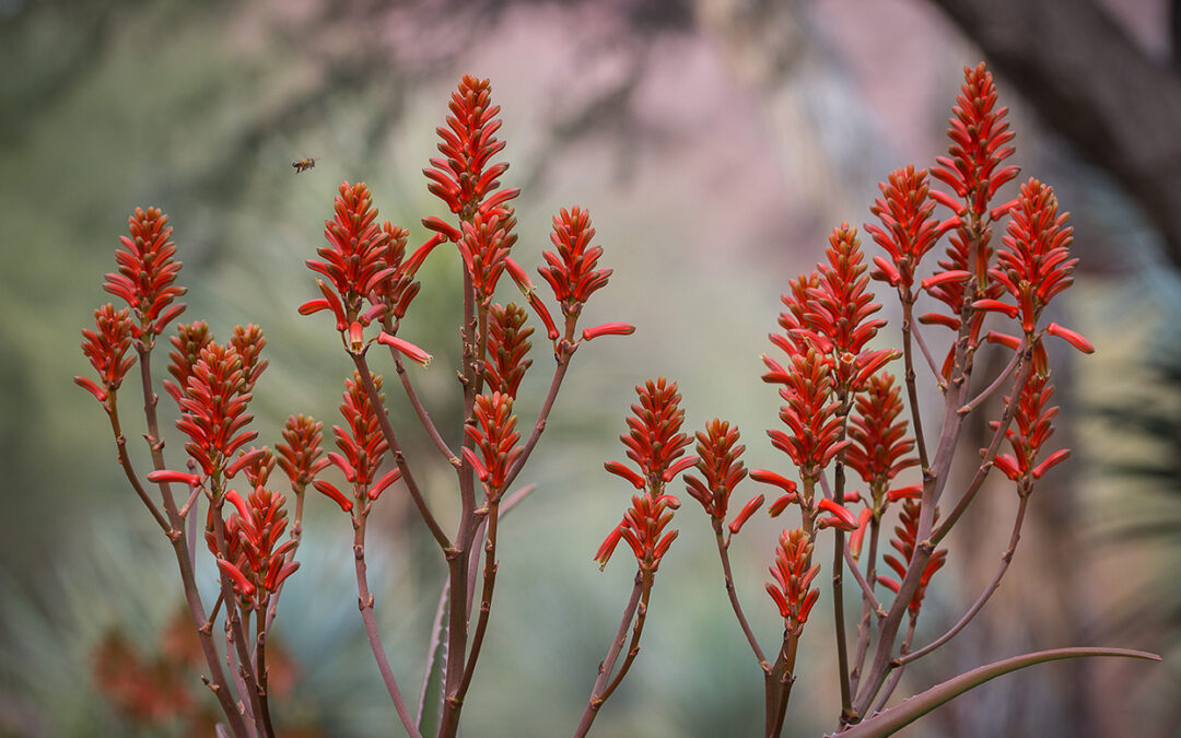 Aloe Flowers Blooming on Desert Botanical Garden Trails
