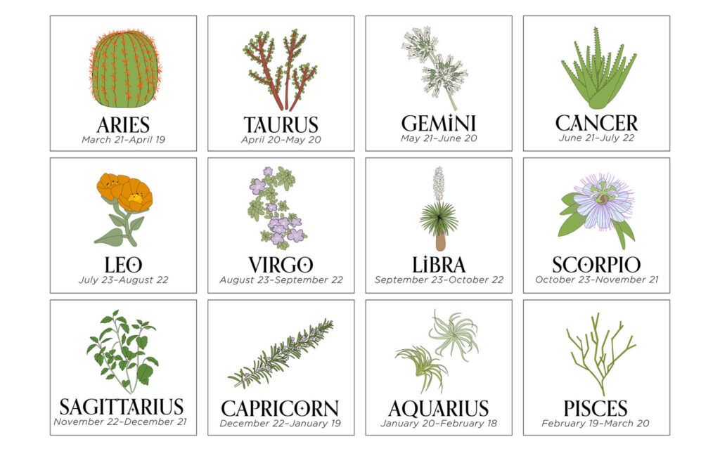 It’s a Plant Match!