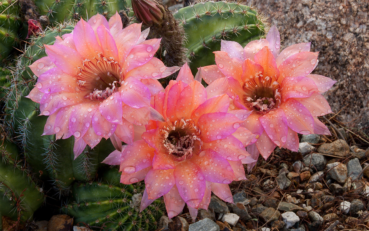 Would you swipe right on these desert plants?