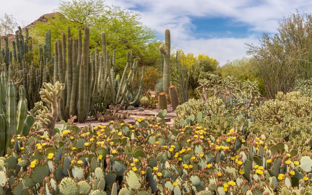 Top 10 Spring Blooms to Look for at the Garden