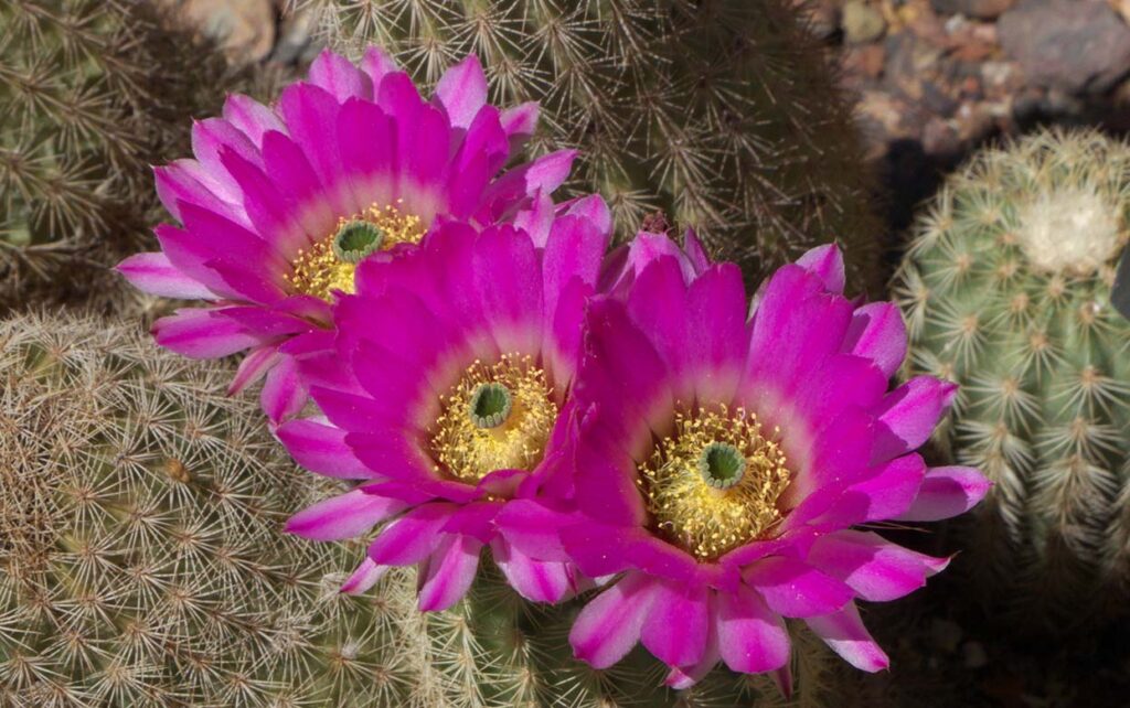 Cactus Named After Women