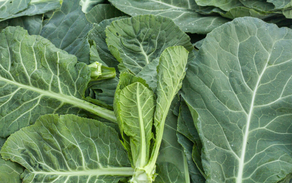 A Taste of History: Gluten-Free Collard Green Veggie Hummus Wrap Recipe