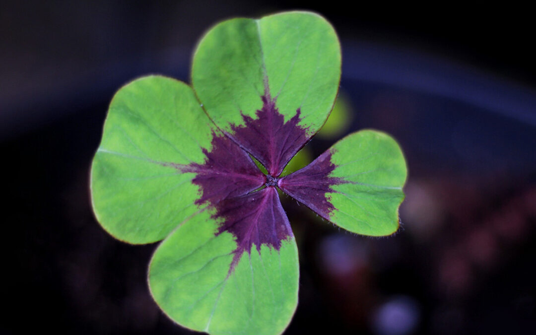 Unbe-leaf-able Clover Plants