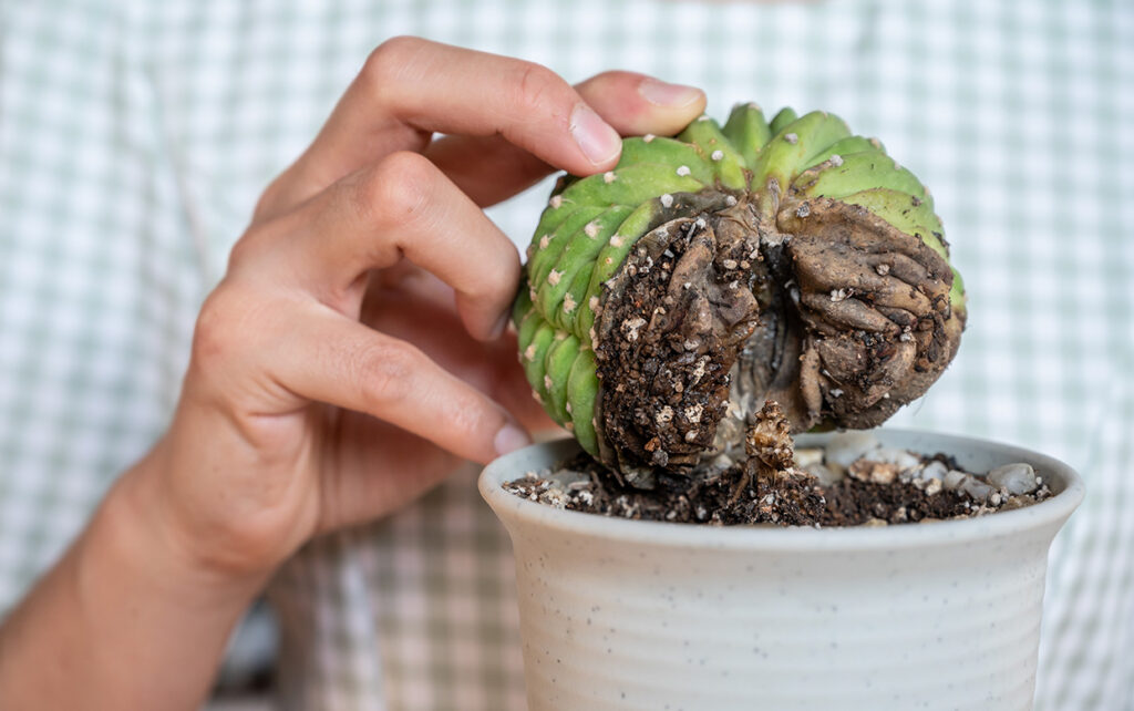 How to Diagnose Plant Problems