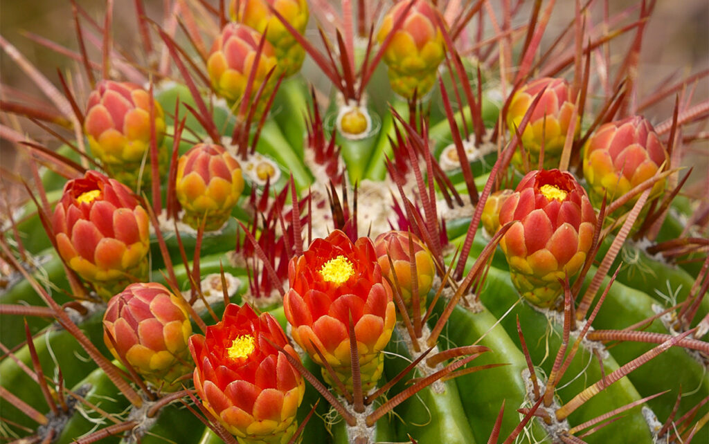 Garden Staff’s Top Spring Plant Sale Picks