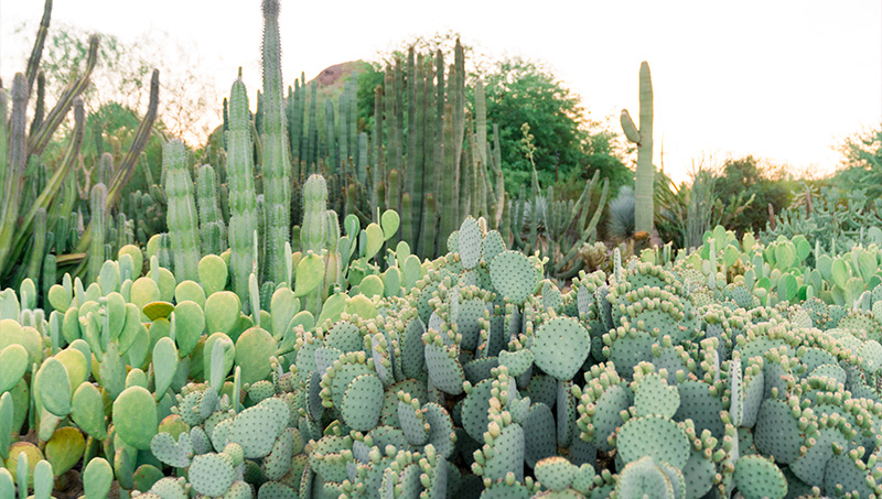 Cactus Plant Images