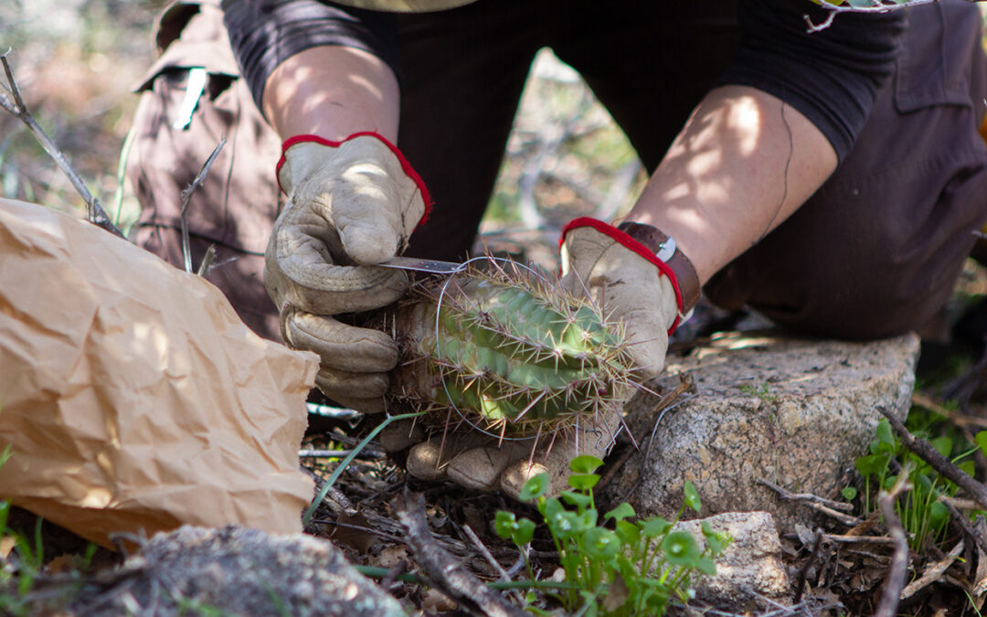 Endangered Arizona Hedgehog Cactus Gets Boost from Garden Researchers, Collaborators