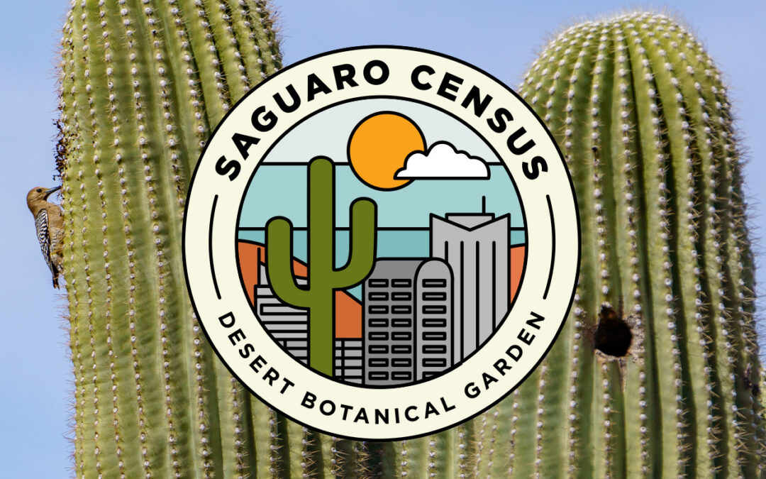 El censo urbano de Saguaro vuelve en mayo de 2023