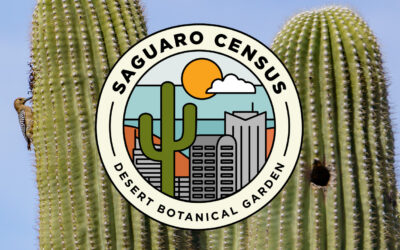 Urban Saguaro Census Returns May 2023