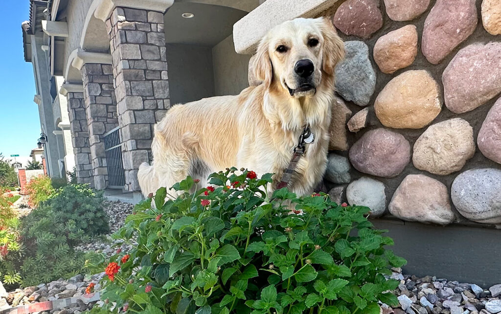 Pet-Friendly Landscapes and Plants