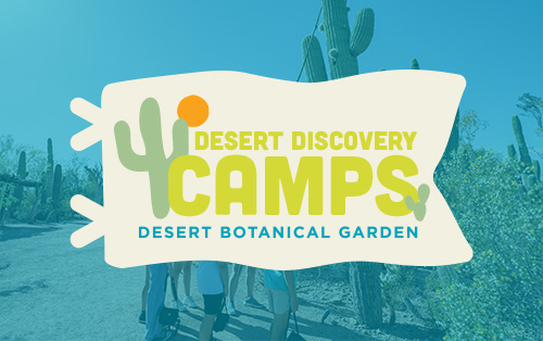Desert Discovery Camps 2023