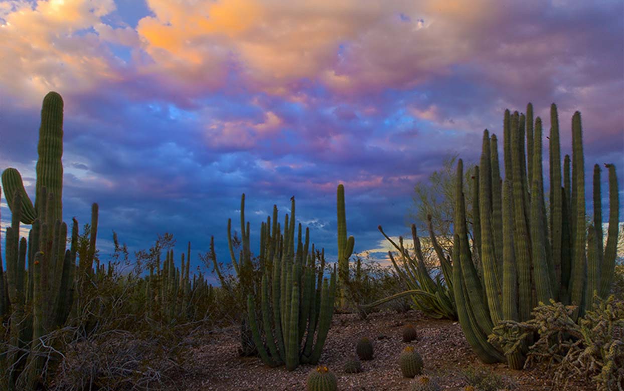 Monsoon Horticultural Tips for Trees