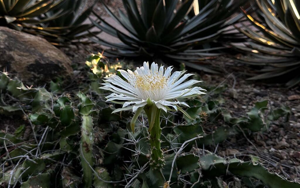 Garden Cactus Native to Colombia