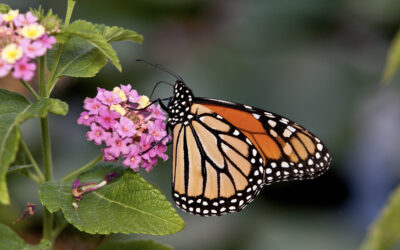 Endangered Species Act protection proposed for monarch butterflies: What can you do? 