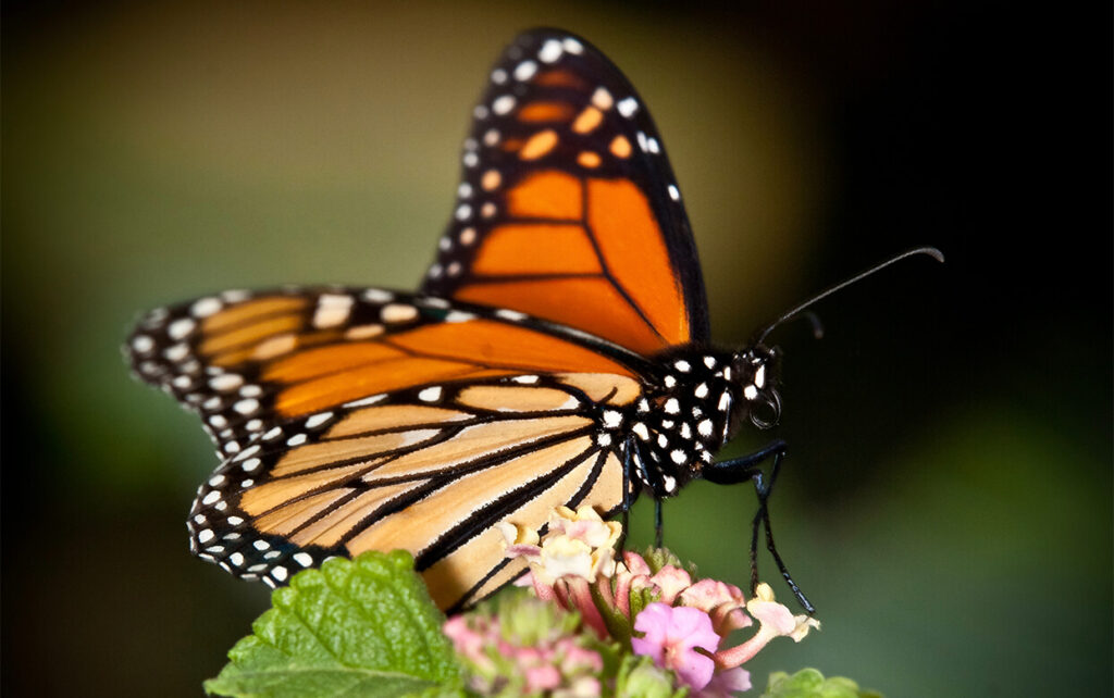 Meet the Butterflies Arriving to Garden This Fall