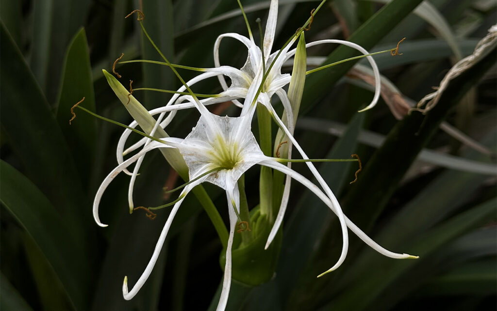 Latin American Desert Plants at the Garden