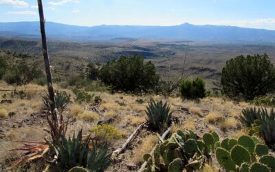 Garden Researchers Describe 6 Agaves Domesticated by Southwestern Indigenous People