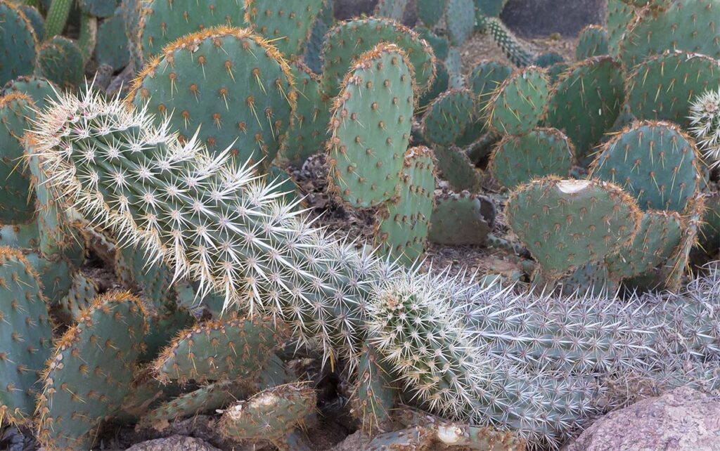 The Most Strange Cactus in the Garden