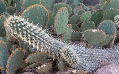 El cactus más extraño del jardín
