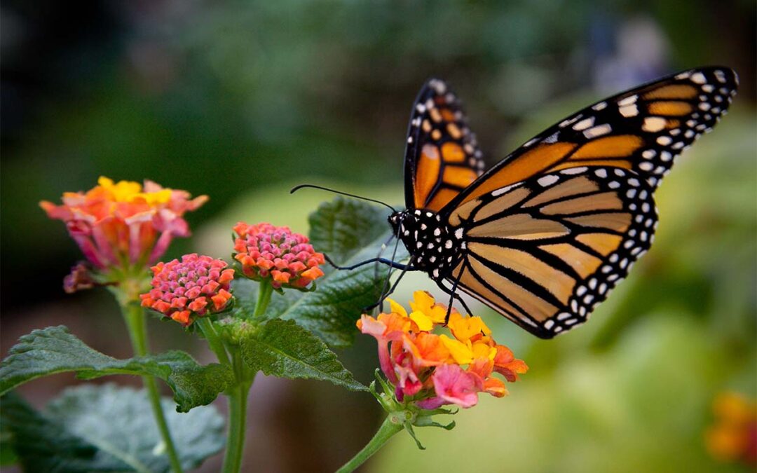 Help the Garden Track Monarchs This Winter