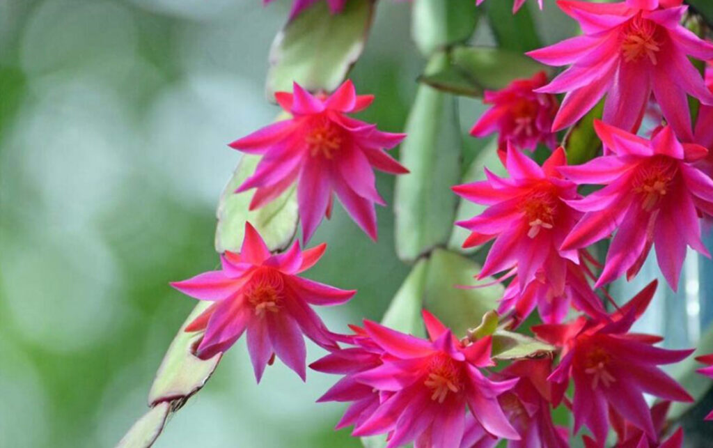 Help Your Holiday Cactus Thrive