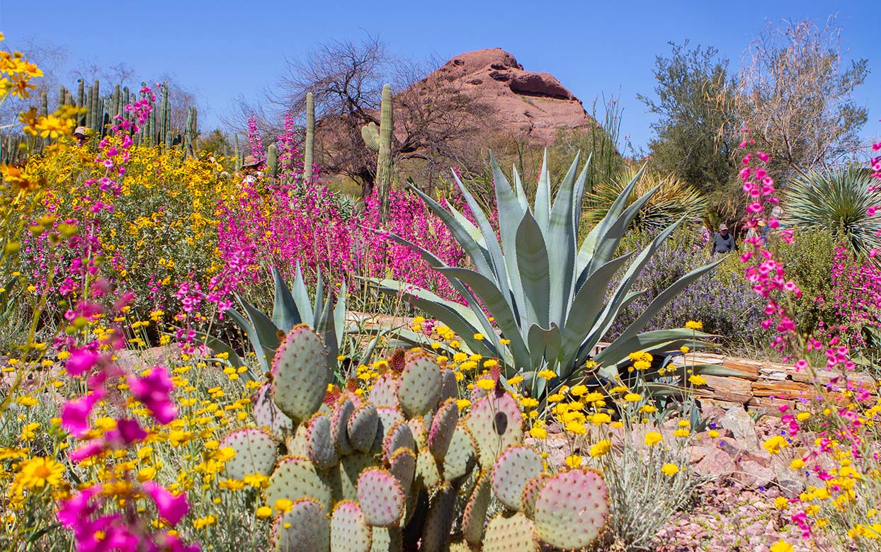 Celebrating 85 Years of the Garden: 85 Years and Counting