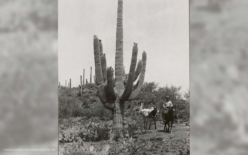 Celebrating 85 Years of the Garden: Then and Now