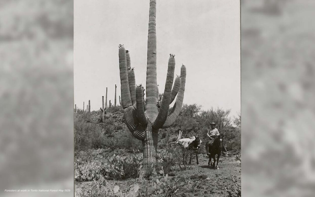 Foresters at work in Tonto National Forest May 1939