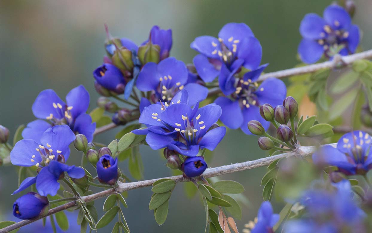 Celebrating 85 Years of the Garden:85 Plants in Bloom