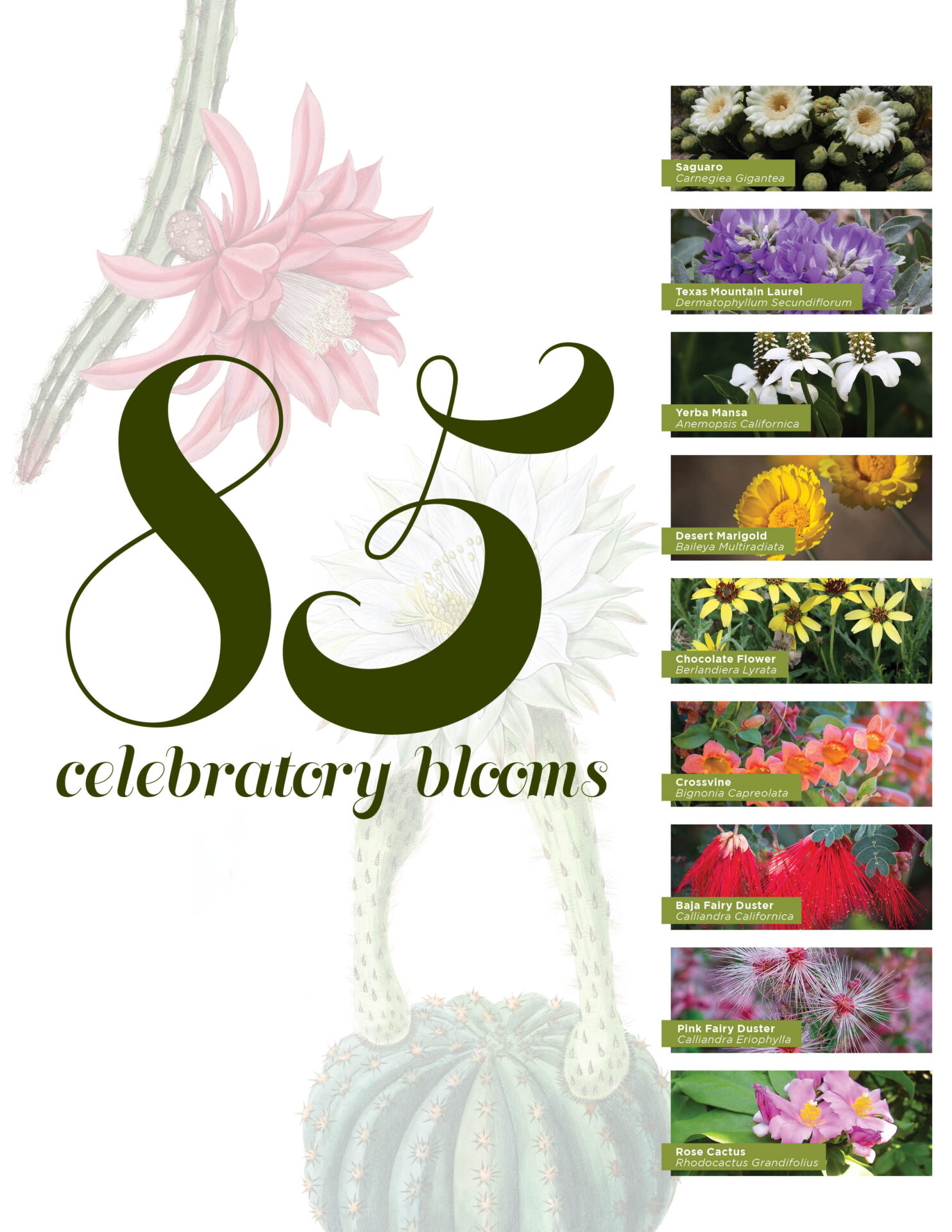 BM23_85_Sonoran Quarterly_85 Flowers2