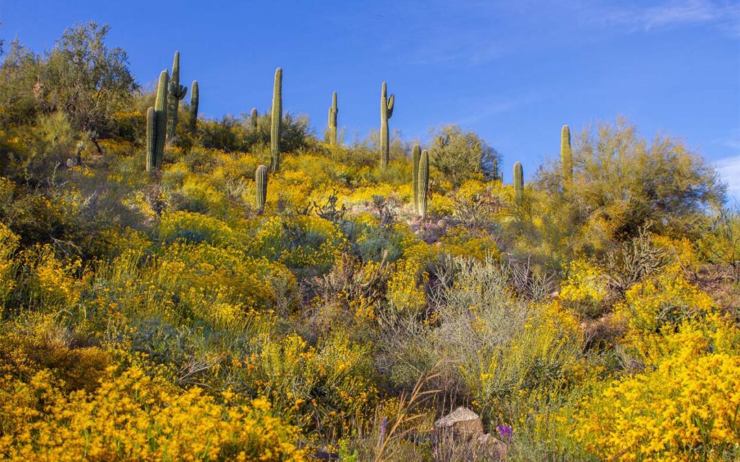 Celebrating 85 Years of the Garden:Secret Pollinators of the Sonoran Desert