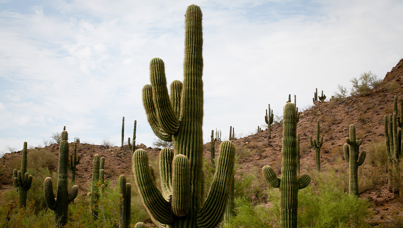 Rare Endangered desert plant species