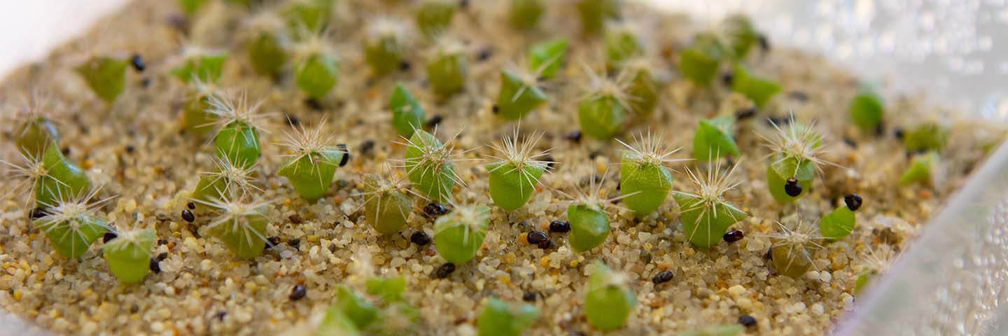 Saguaro Seeds