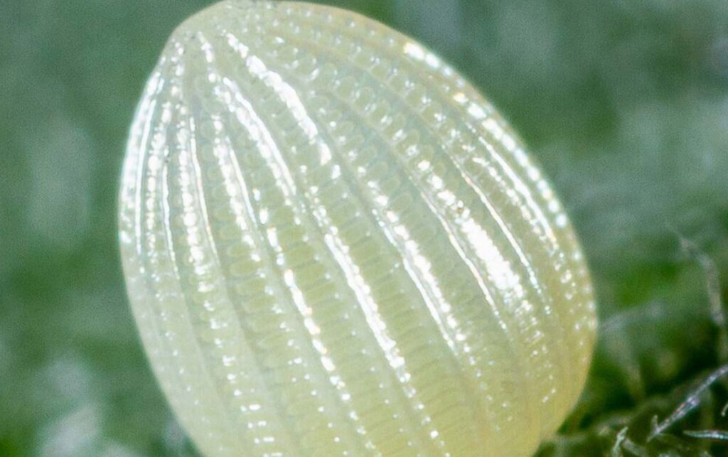 At-Home Activity Insect Egg Hunt