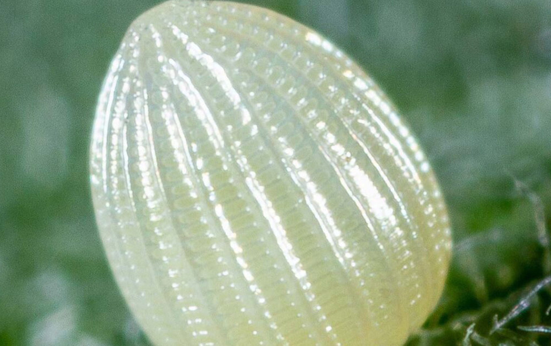 At-Home Activity Insect Egg Hunt